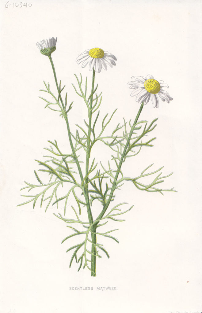 FLOWERS. Scentless Mayweed c1895 old antique vintage print picture